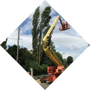 Entretien du patrimoine arboré